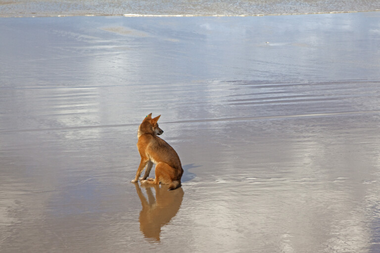 4 X 4 Australia Miscellaneous 2022 Dingo On Fraser Island Queensland